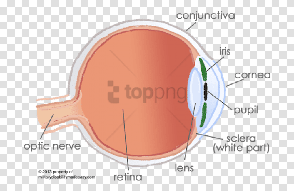 Fovea Eye, Baseball Cap, Hat, Apparel Transparent Png