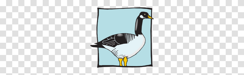 Fowl Clipart, Goose, Bird, Animal, Anseriformes Transparent Png