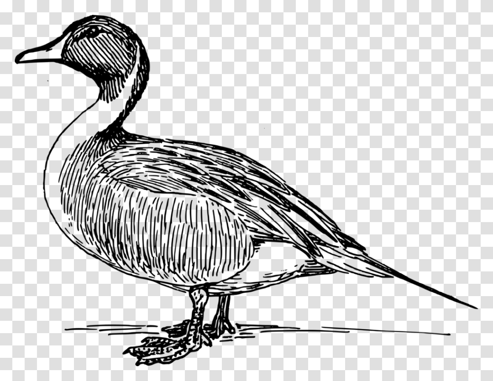 Fowlbeakgoose Free Duck Vector, Gray, World Of Warcraft Transparent Png