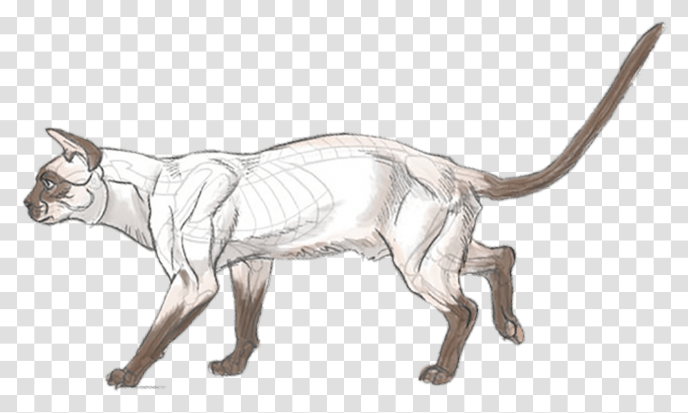Fox Anatomy For Artists, Drawing, Sketch, Mammal, Animal Transparent Png