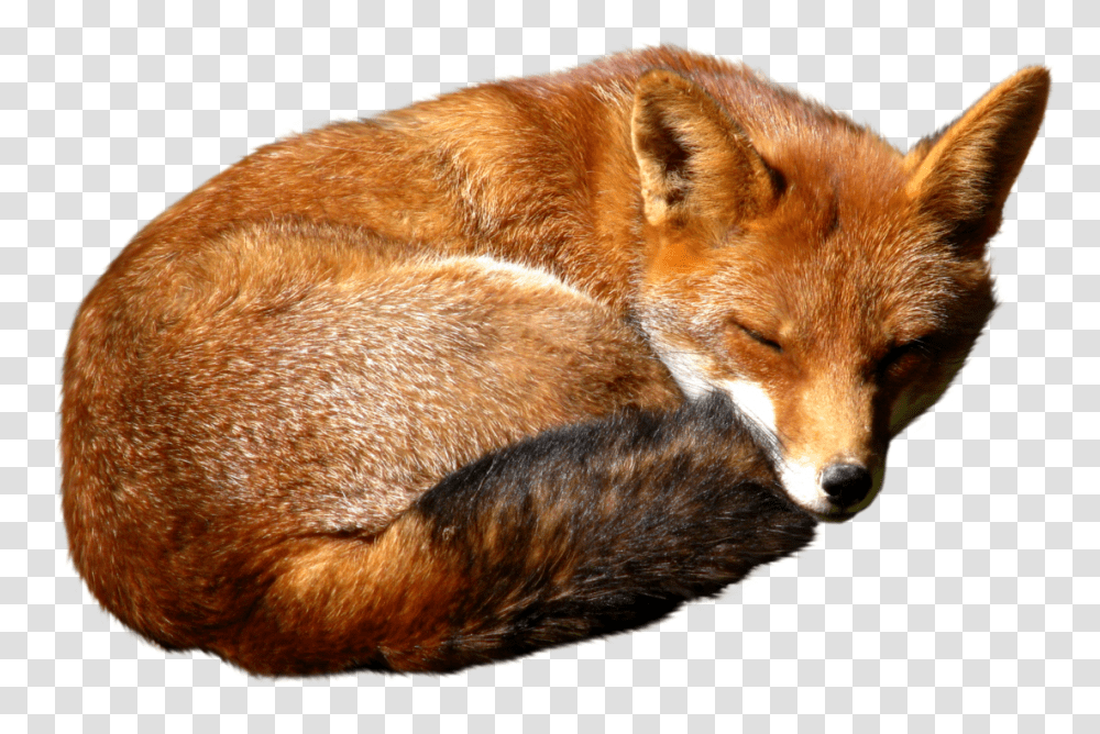 Fox, Animals, Dog, Pet, Canine Transparent Png