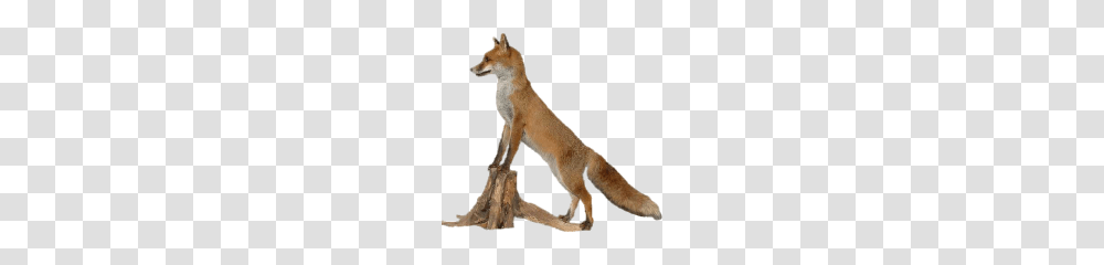Fox, Animals, Kit Fox, Canine, Wildlife Transparent Png