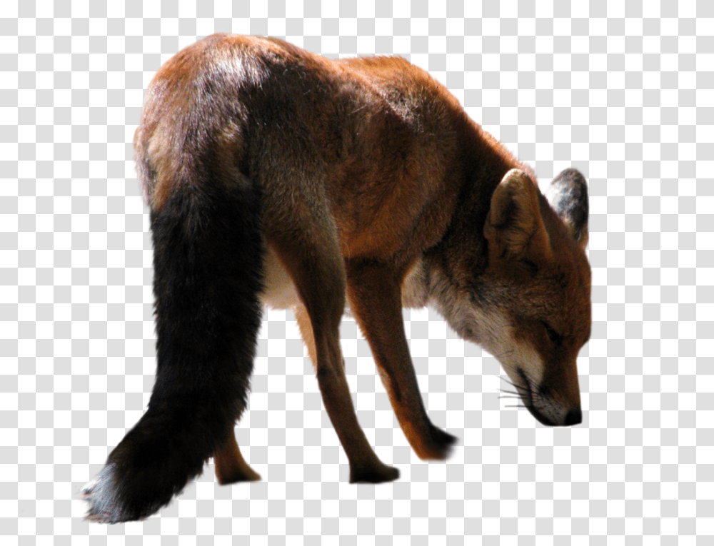 Fox, Animals, Mammal, Wildlife, Red Fox Transparent Png