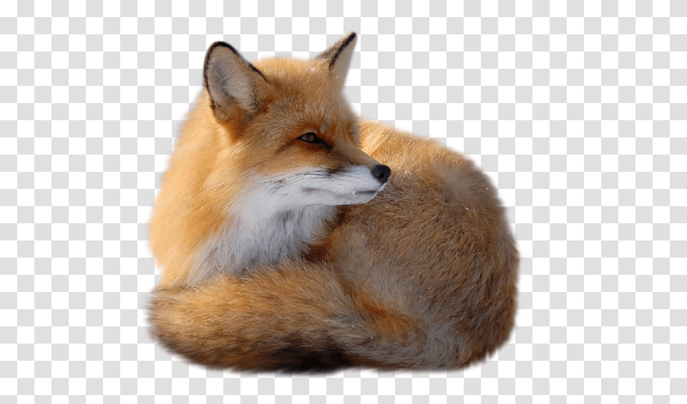 Fox, Animals, Red Fox, Canine, Wildlife Transparent Png
