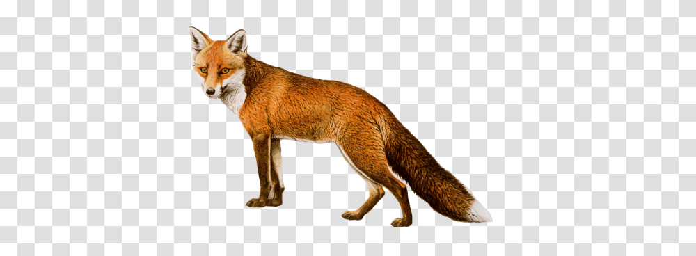 Fox, Animals, Red Fox, Canine, Wildlife Transparent Png