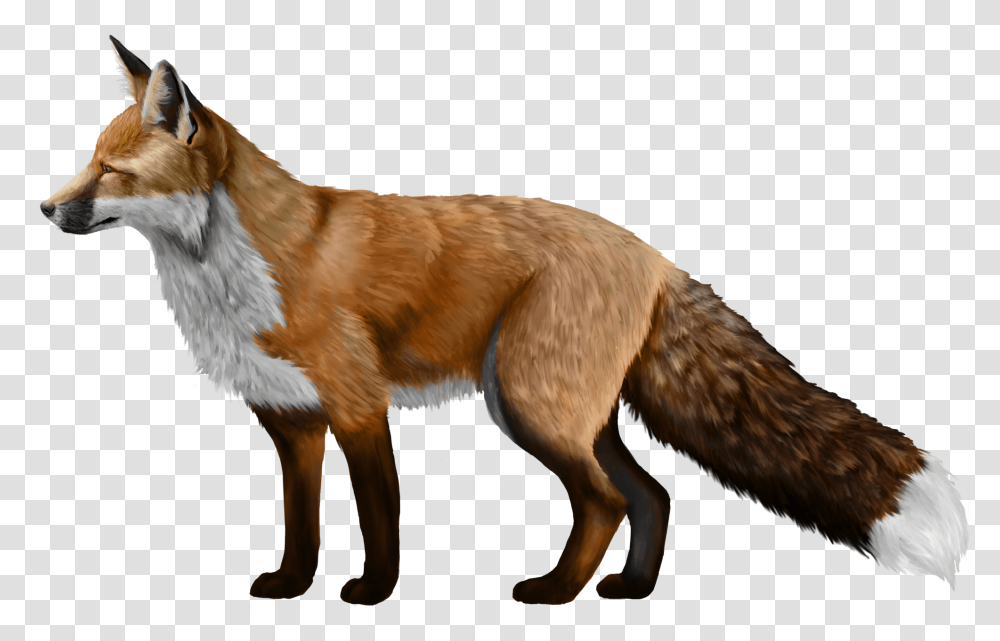 Fox, Animals, Red Fox, Canine, Wildlife Transparent Png