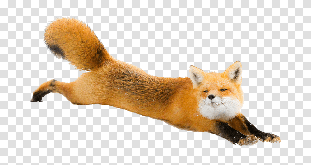 Fox, Animals, Red Fox, Canine, Wildlife Transparent Png