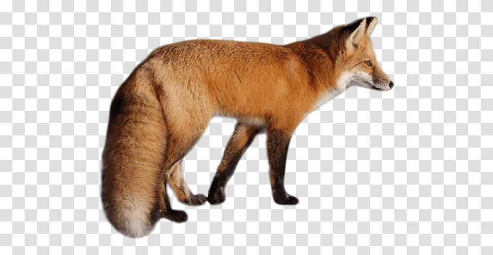 Fox, Animals, Red Fox, Canine, Wildlife Transparent Png