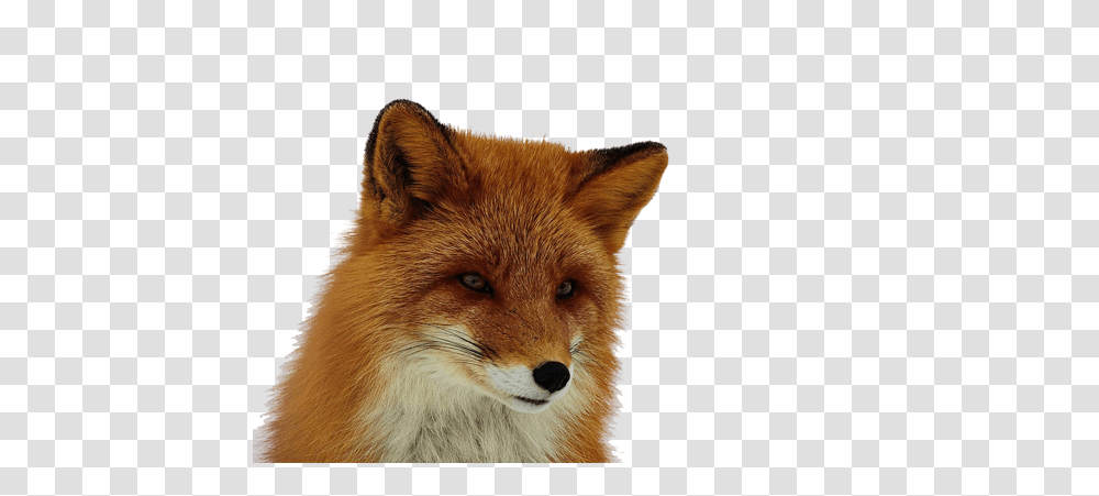 Fox, Animals, Red Fox, Canine, Wildlife Transparent Png