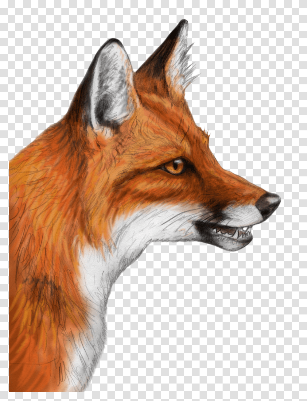 Fox, Animals, Red Fox, Canine, Wildlife Transparent Png