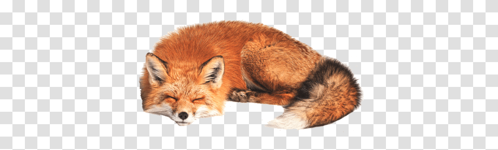 Fox, Animals, Red Fox, Canine, Wildlife Transparent Png