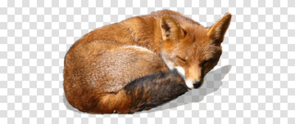 Fox, Animals, Red Fox, Canine, Wildlife Transparent Png