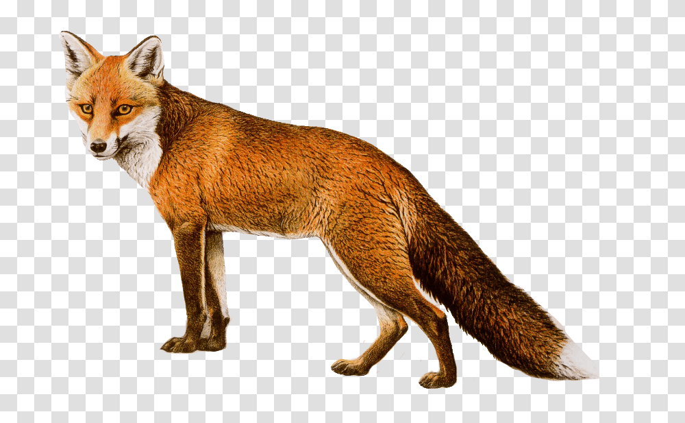 Fox, Animals, Red Fox, Canine, Wildlife Transparent Png