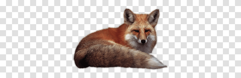 Fox, Animals, Wildlife, Mammal, Red Fox Transparent Png