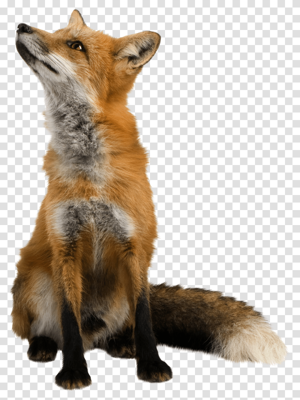 Fox, Animals, Wildlife, Mammal, Red Fox Transparent Png