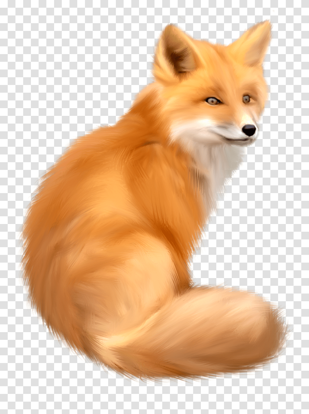 Fox, Animals, Wildlife, Mammal, Red Fox Transparent Png