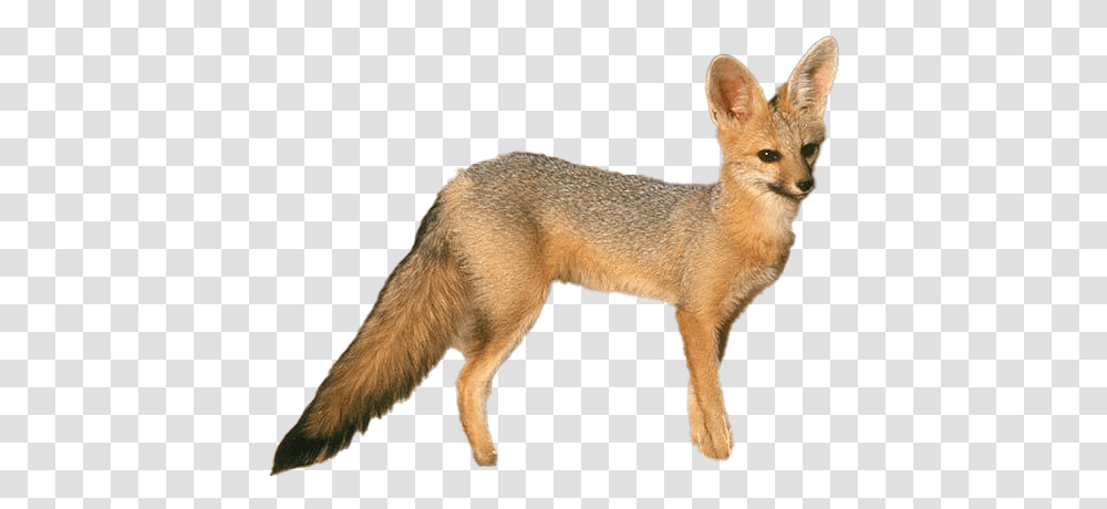 Fox Background Image Swift Fox, Kit Fox, Canine, Wildlife, Mammal Transparent Png