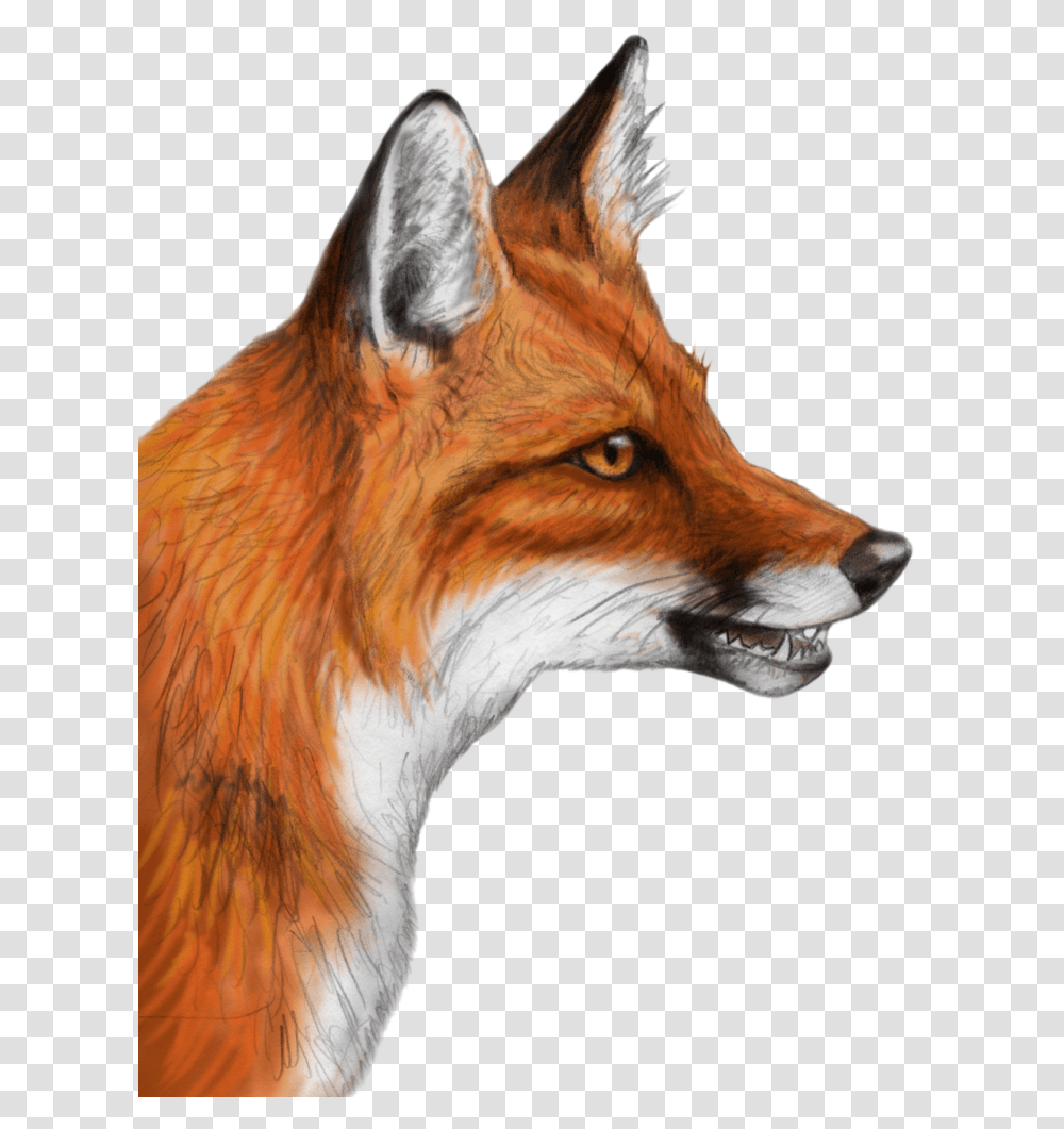 Fox Clipart Christmas Free For Realistic Fox Drawing, Red Fox, Canine, Wildlife, Mammal Transparent Png