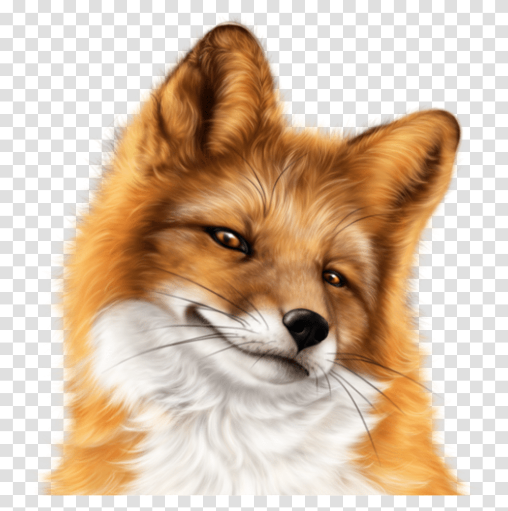 Fox Face, Dog, Pet, Canine, Animal Transparent Png