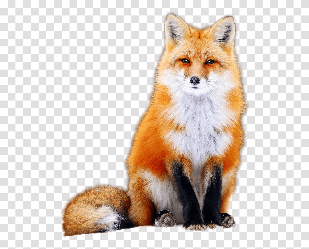 Fox Fox Image Nice Fox, Red Fox, Canine, Wildlife, Mammal Transparent Png