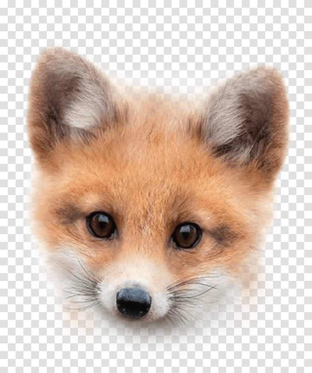 Fox Foxface Sticker By Donna A4 Nursery Baby Animal, Wildlife, Mammal, Canine, Red Fox Transparent Png