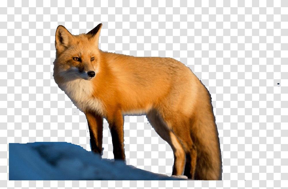 Fox Free Background Red Fox, Canine, Wildlife, Mammal, Animal Transparent Png
