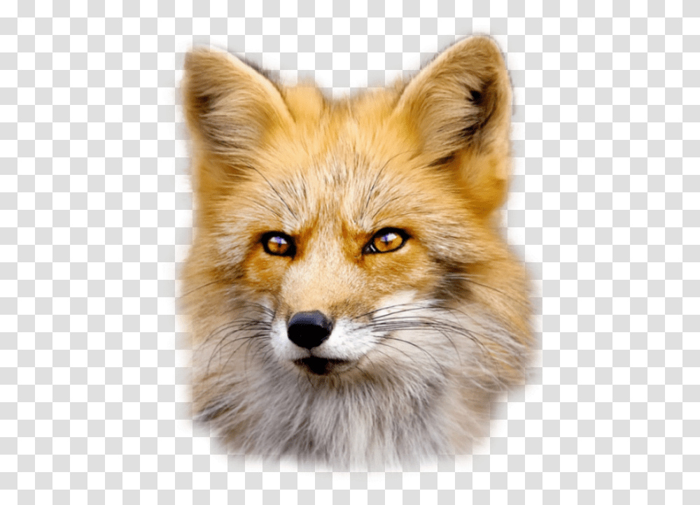 Fox Free Image Fur Wear Beautiful Animals And Ugly People, Dog, Pet, Canine, Mammal Transparent Png