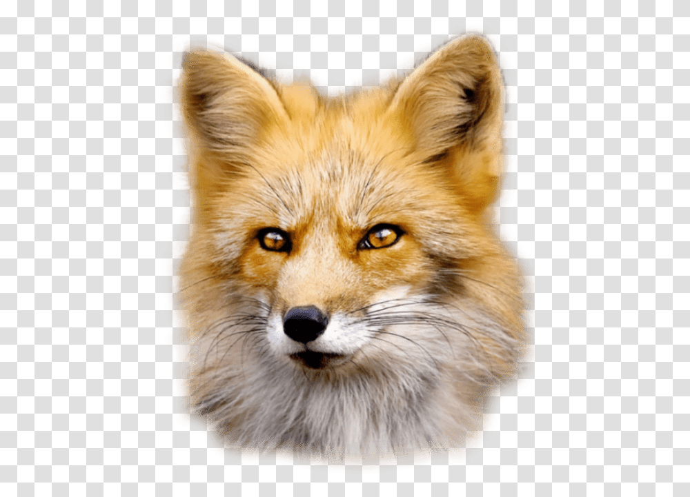 Fox Fur Is Worn By Beautiful Animals And Ugly People, Dog, Pet, Canine, Mammal Transparent Png