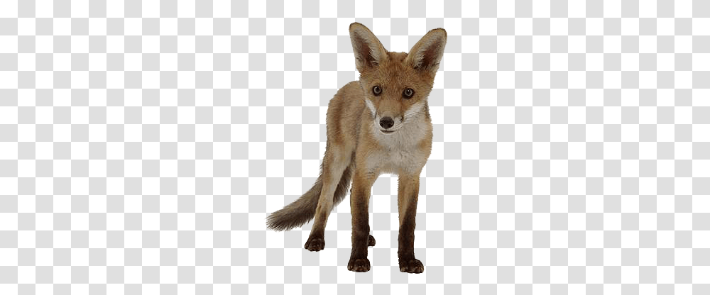 Fox Graphics, Wildlife, Mammal, Animal, Red Fox Transparent Png