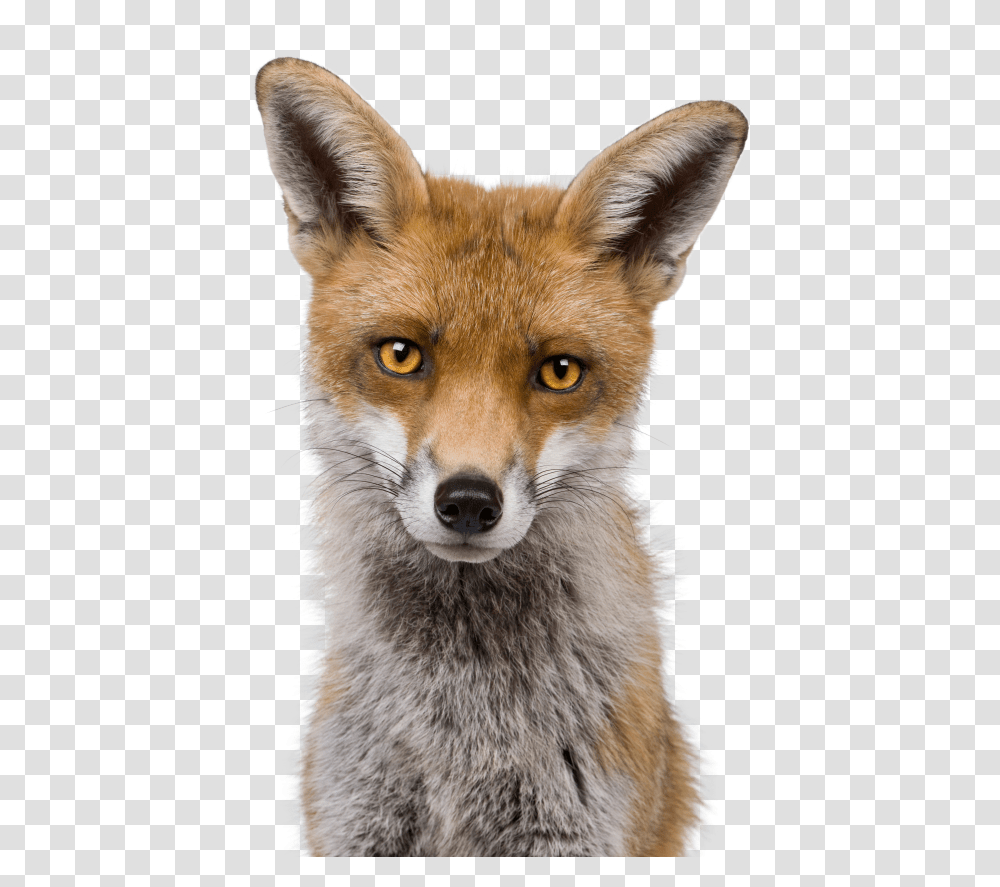 Fox Head White Background, Wildlife, Mammal, Animal, Dog Transparent Png