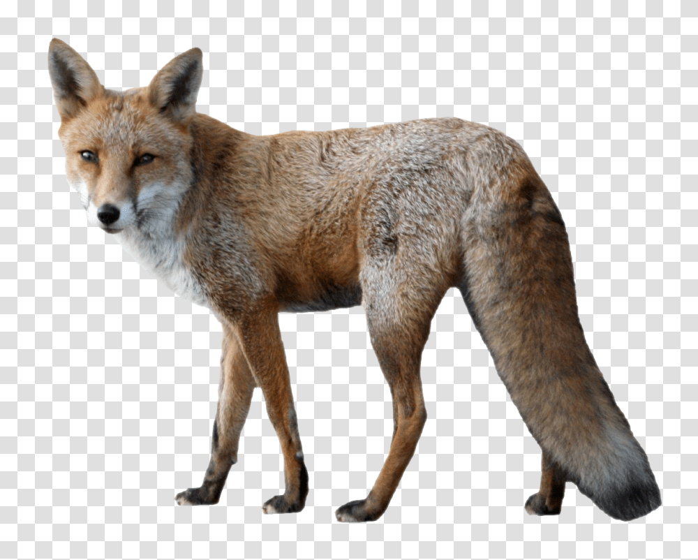 Fox Image, Animals, Dog, Pet, Canine Transparent Png