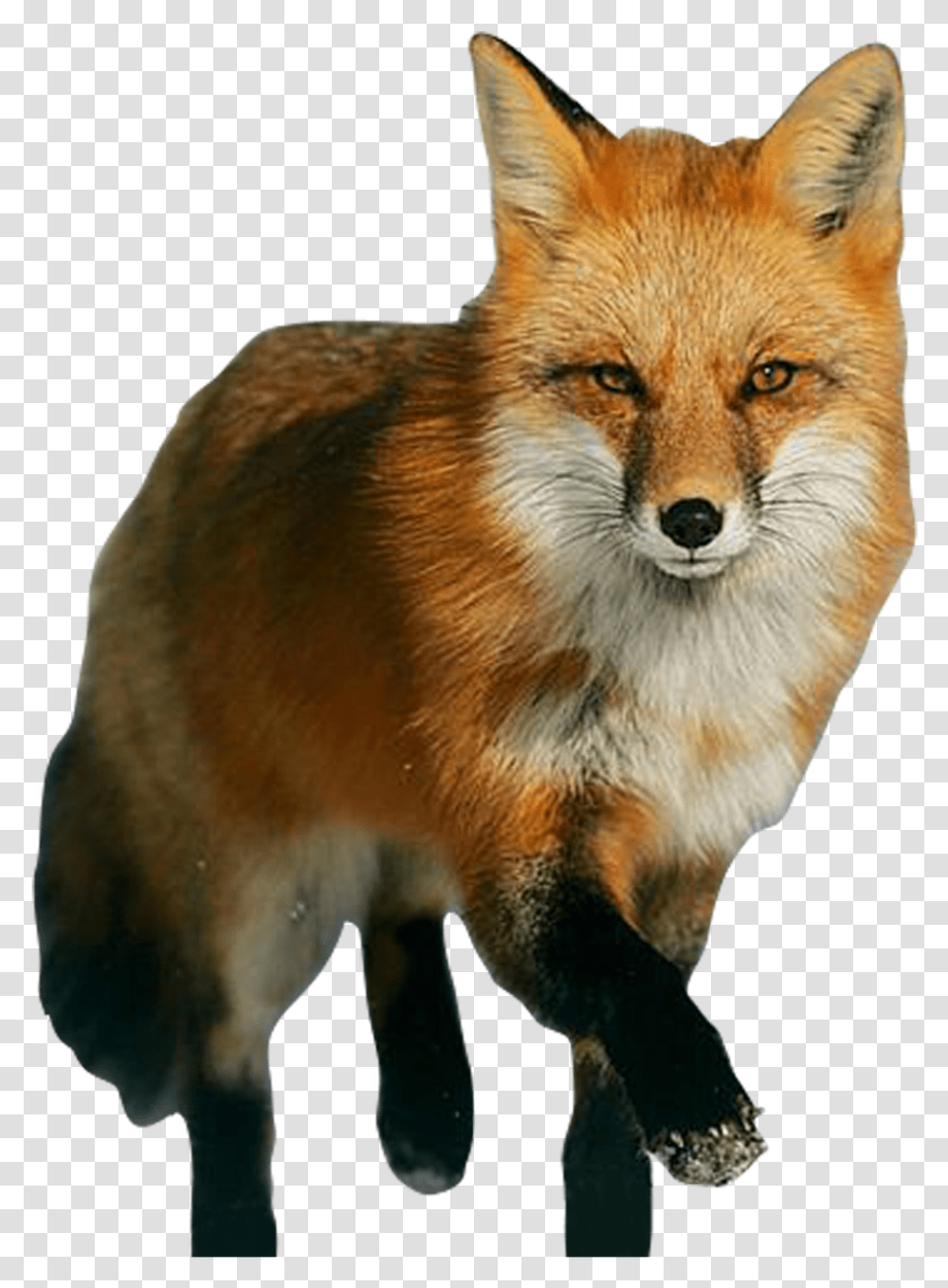 Fox Image Available Red Fox, Canine, Wildlife, Mammal, Animal Transparent Png