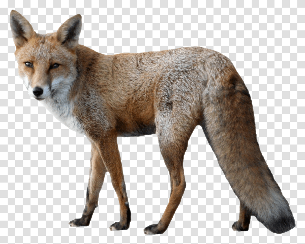 Fox Image Background Fox, Dog, Pet, Canine, Animal Transparent Png