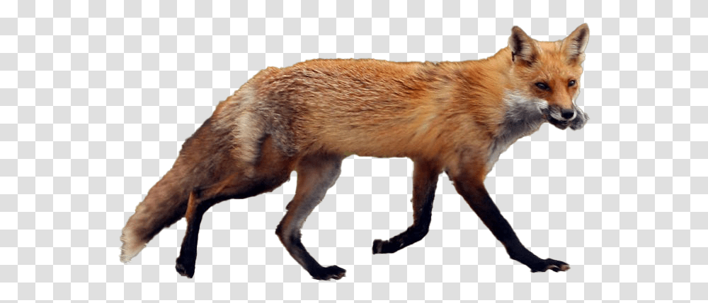 Fox Image Red Fox, Canine, Wildlife, Mammal, Animal Transparent Png