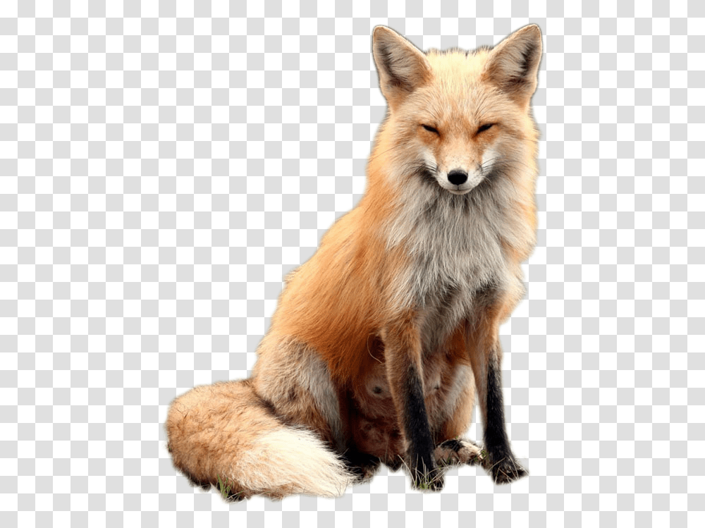 Fox Image Red Fox With Glasses, Dog, Pet, Canine, Animal Transparent Png