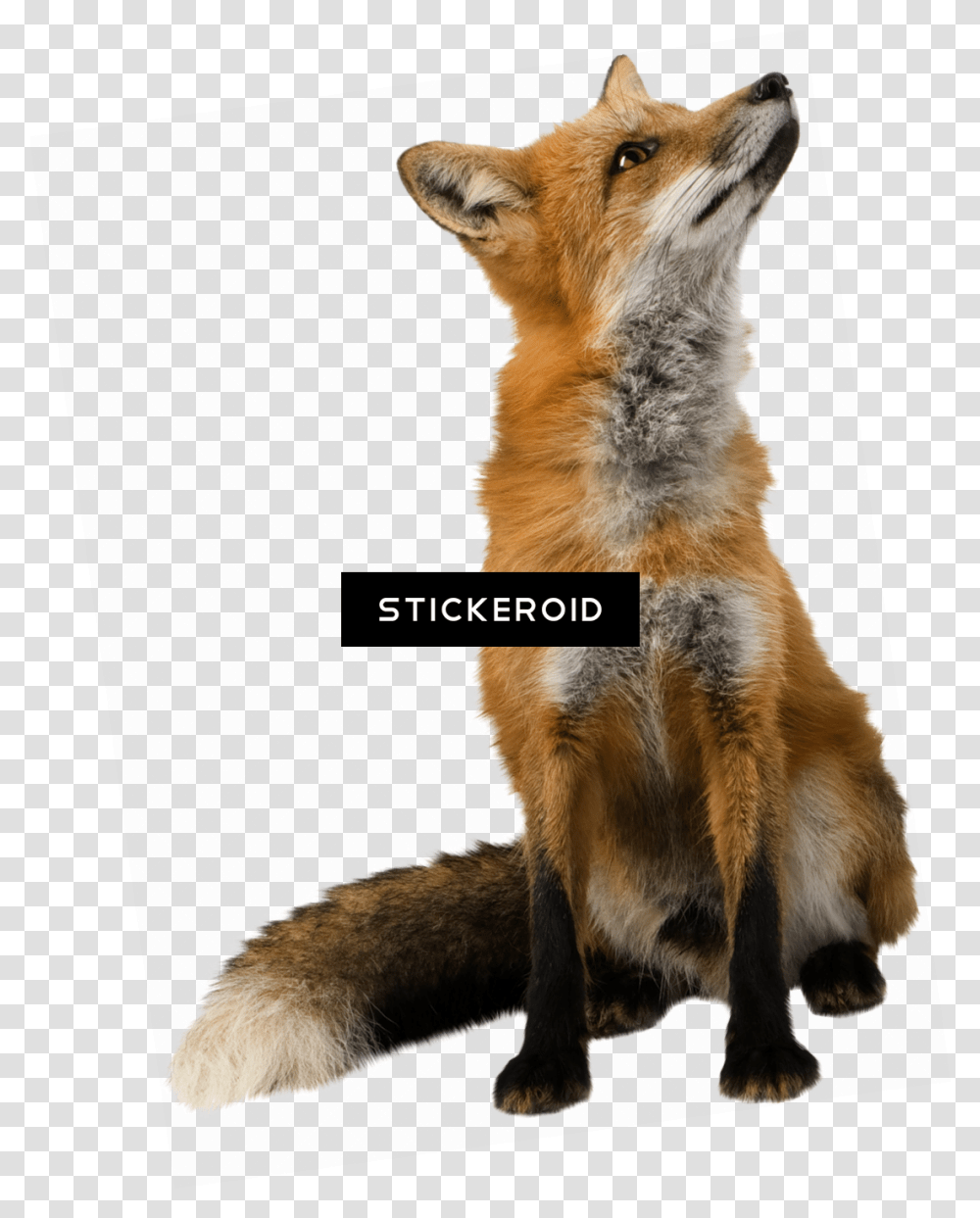 Fox Images Background Backgrounds Clipart Fox, Kit Fox, Canine, Wildlife, Mammal Transparent Png