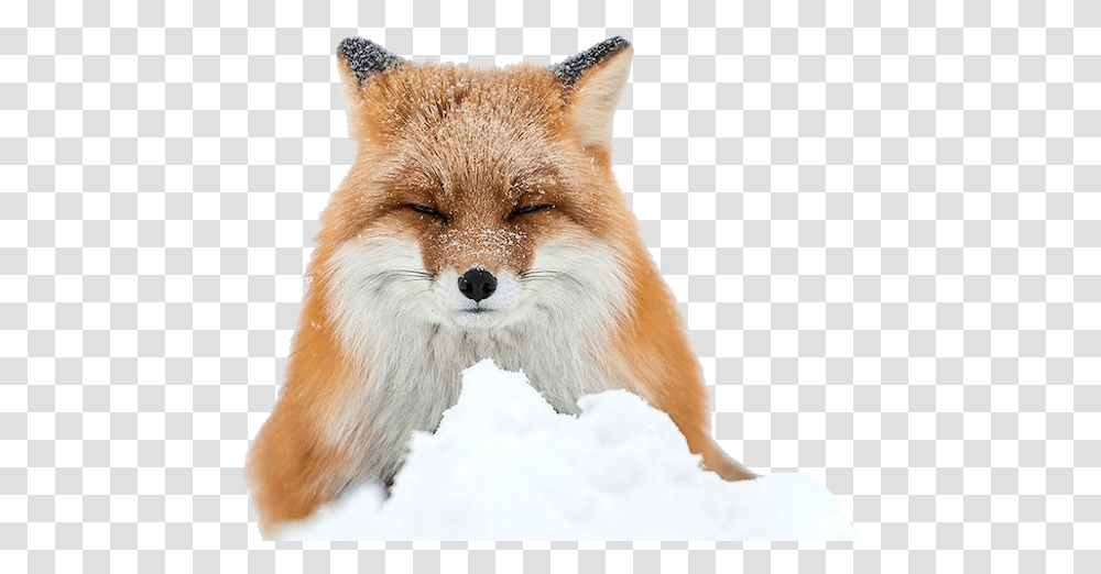 Fox In Snow Photography, Red Fox, Canine, Wildlife, Mammal Transparent Png