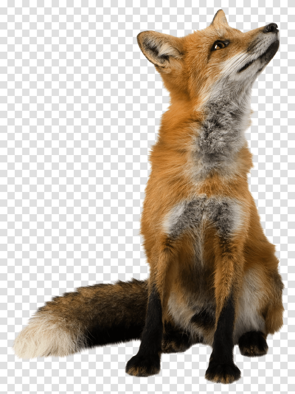 Fox Other Side Fox, Kit Fox, Canine, Wildlife, Mammal Transparent Png