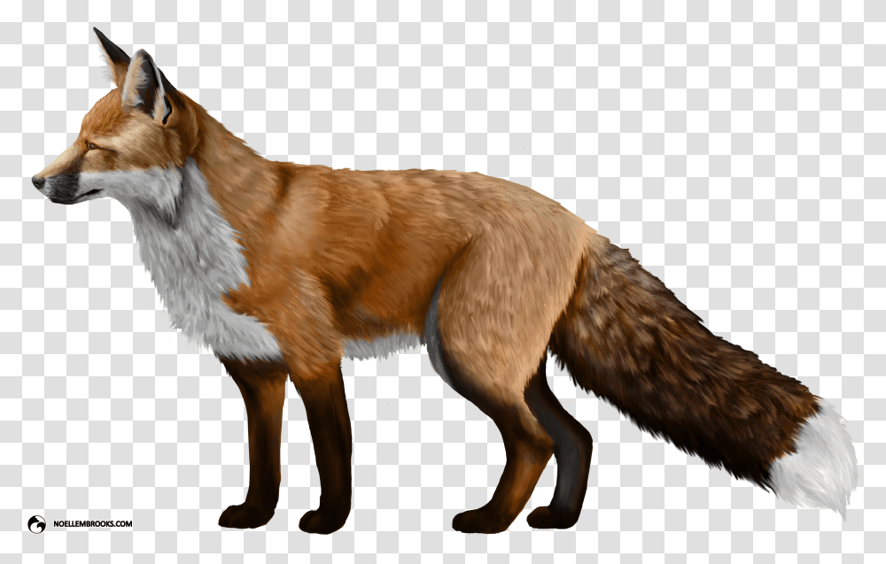 Fox Photos Fox, Red Fox, Canine, Wildlife, Mammal Transparent Png