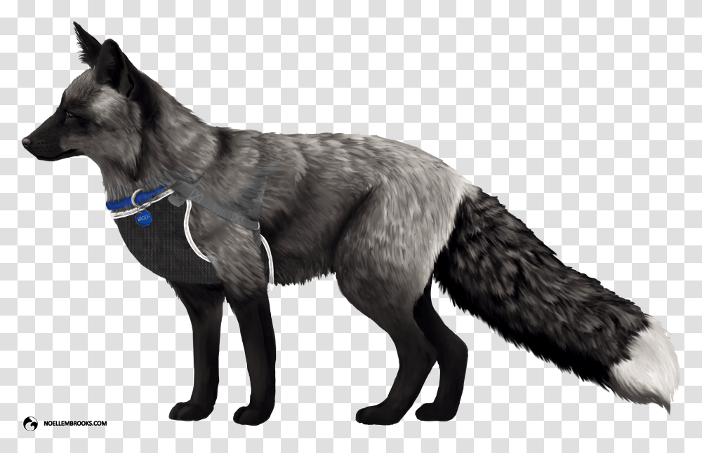Fox Pictures Background, Dog, Pet, Canine, Animal Transparent Png