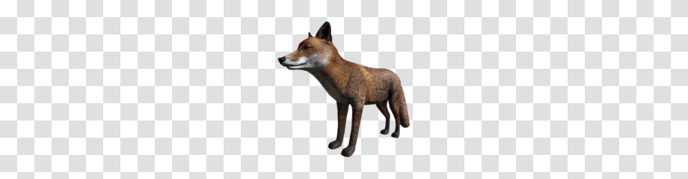 Fox, Red Fox, Canine, Wildlife, Mammal Transparent Png