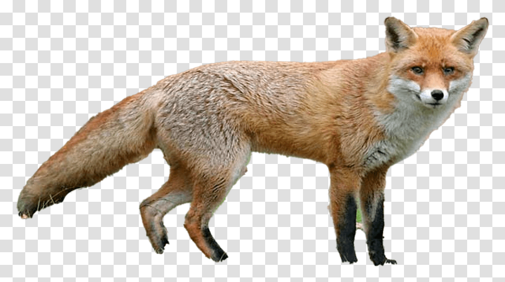 Fox, Red Fox, Canine, Wildlife, Mammal Transparent Png