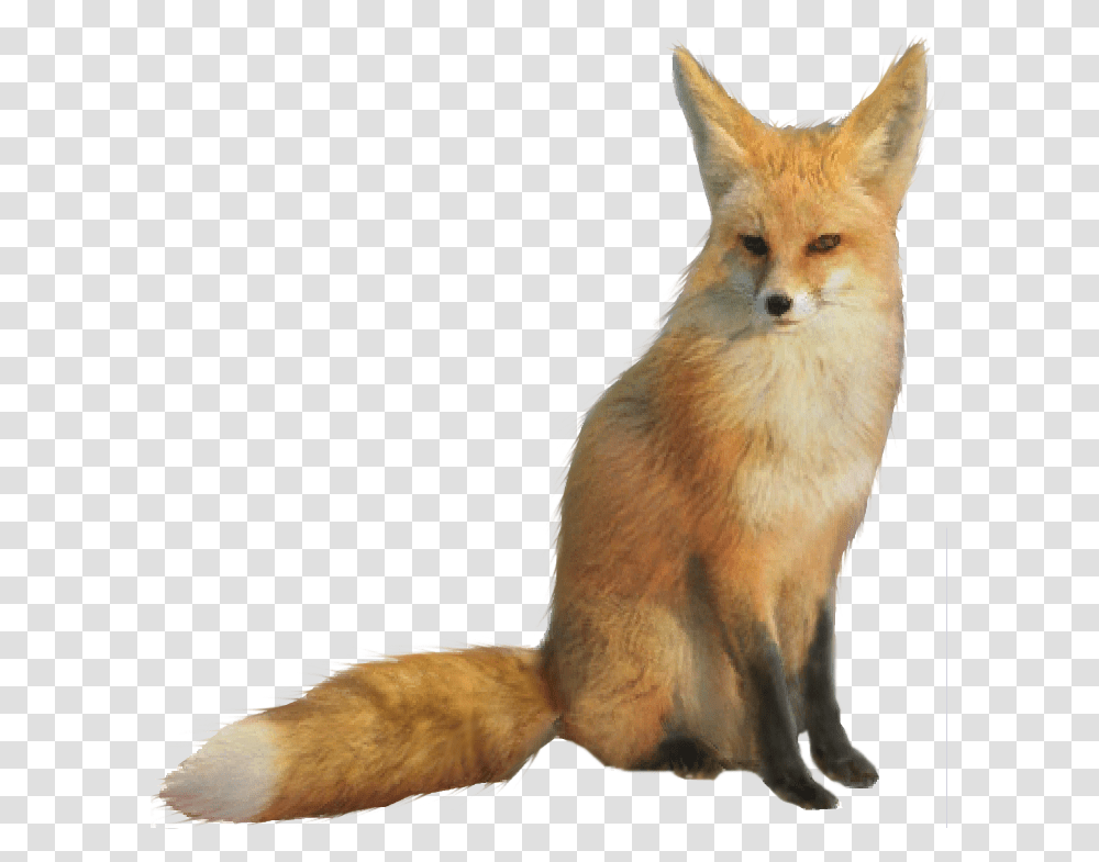 Fox Red Fox Fennec Fox Mix, Canine, Wildlife, Mammal, Animal Transparent Png