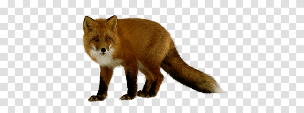 Fox Renard, Red Fox, Canine, Wildlife, Mammal Transparent Png