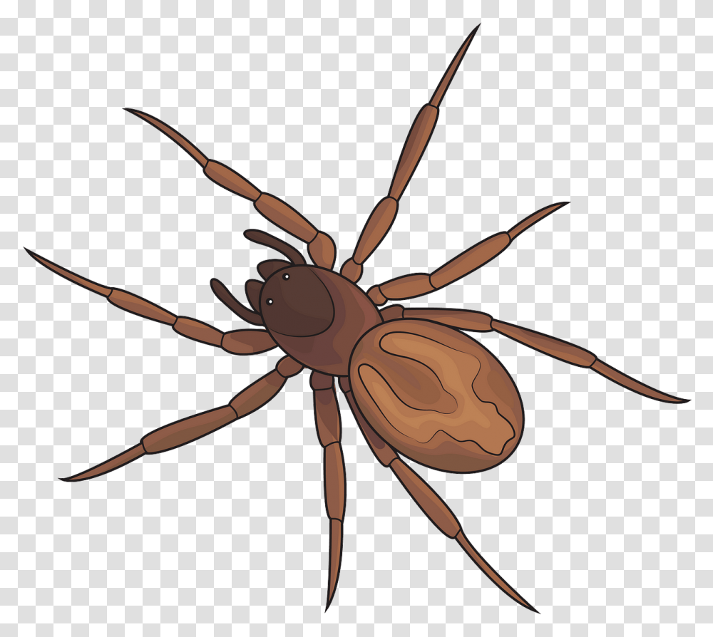 Fox Spider, Bow, Invertebrate, Animal, Insect Transparent Png