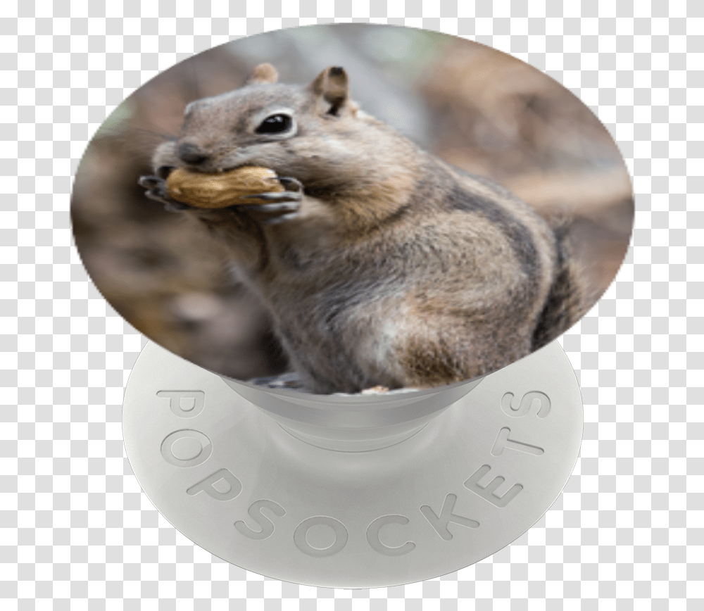 Fox Squirrel, Mammal, Animal, Rat, Rodent Transparent Png