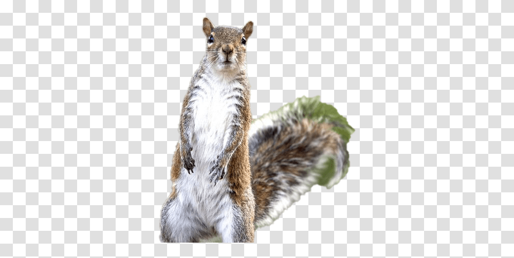 Fox Squirrel, Mammal, Animal, Rodent, Cat Transparent Png