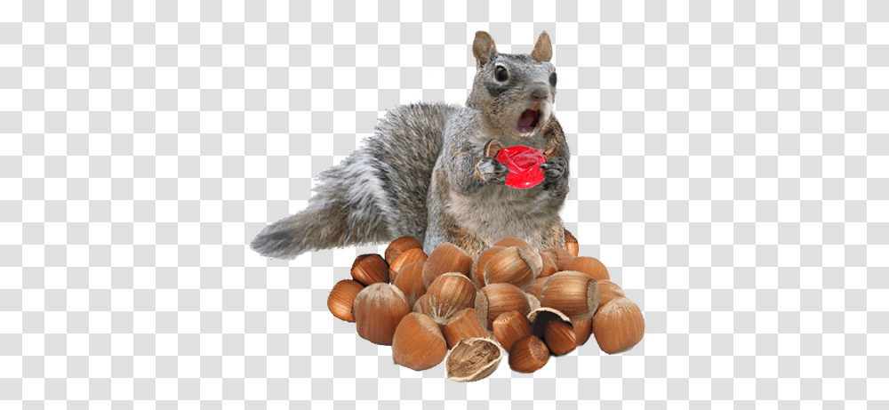 Fox Squirrel, Plant, Nut, Vegetable, Food Transparent Png