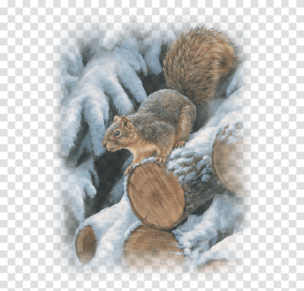 Fox Squirrel, Rodent, Mammal, Animal, Wood Transparent Png