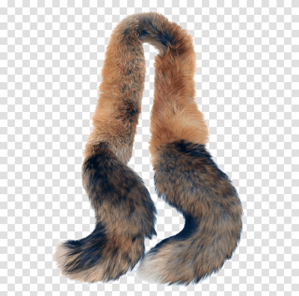 Fox Tail, Bird, Animal, Mammal, Fur Transparent Png